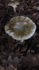 Russula virescens
