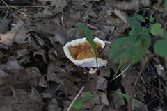 Ganoderma