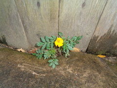 Tagetes patula