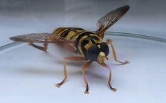 Milesia virginiensis