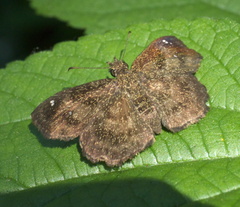 Staphylus hayhurstii