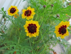 Coreopsis tinctoria