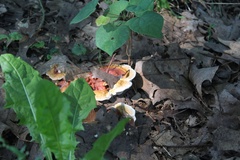 Ganoderma