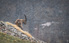 Capra ibex