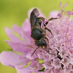Stelis punctulatissima