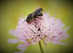 Stelis punctulatissima