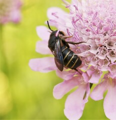 Stelis punctulatissima