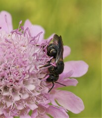 Stelis punctulatissima
