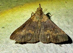 Renia discoloralis
