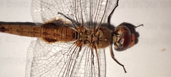 Pantala hymenaea