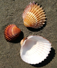 Acanthocardia aculeata