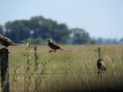 Leistes superciliaris