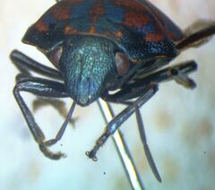 Scutelleridae