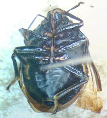 Scutelleridae