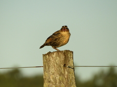 Leistes superciliaris