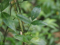Tetrastigma formosanum