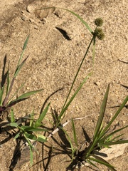 Cyperus echinatus
