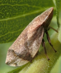 Lepyronia quadrangularis