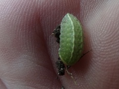 Apoda limacodes