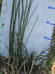 Equisetum laevigatum