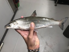 Coregonus artedi