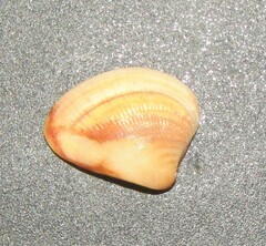 Venerinae