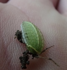 Apoda limacodes