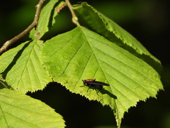 Clitellaria ephippium
