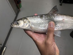 Coregonus artedi