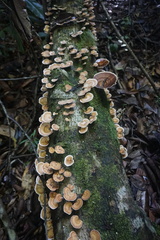 Microporus
