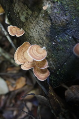 Microporus