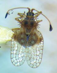 Tingidae