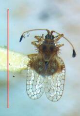 Tingidae