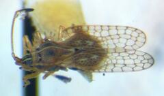 Tingidae