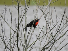 Leistes superciliaris