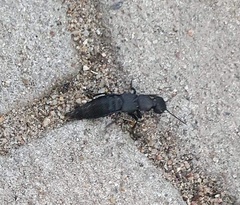 Ocypus olens