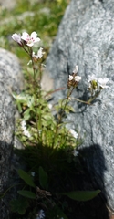 Minuartia recurva