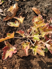 Heuchera maxima