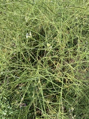 Sisymbrium altissimum