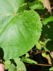 Phyllocnistis vitegenella