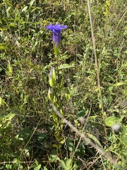 Gentianopsis crinita