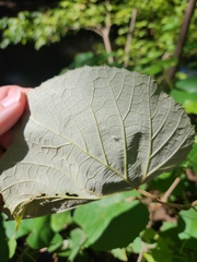 Phyllocnistis vitegenella