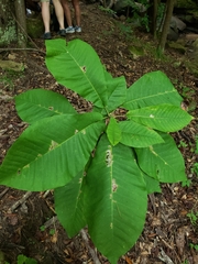 Magnolia macrophylla
