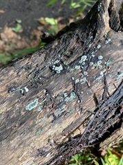 Trichoderma viride