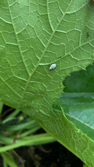 Anasa tristis