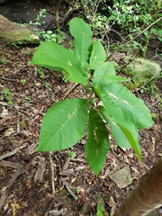 Magnolia macrophylla