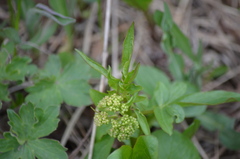 Valeriana occidentalis