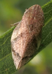 Lepyronia quadrangularis