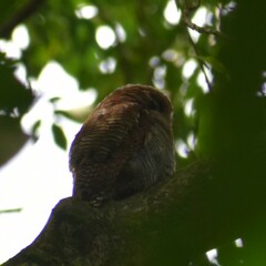 Glaucidium radiatum