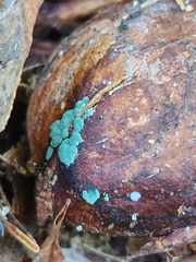 Trichoderma viride